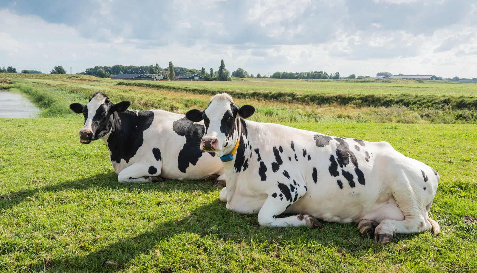 Ruminant Verimliliği: Maksimum Üretim, Minimum Atık